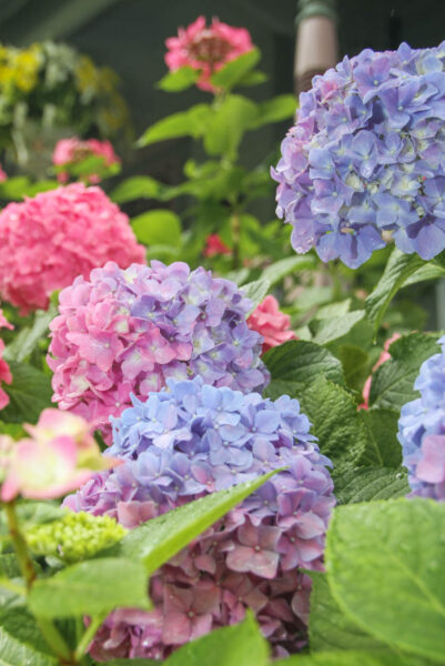 Hydrangeas at The Empress