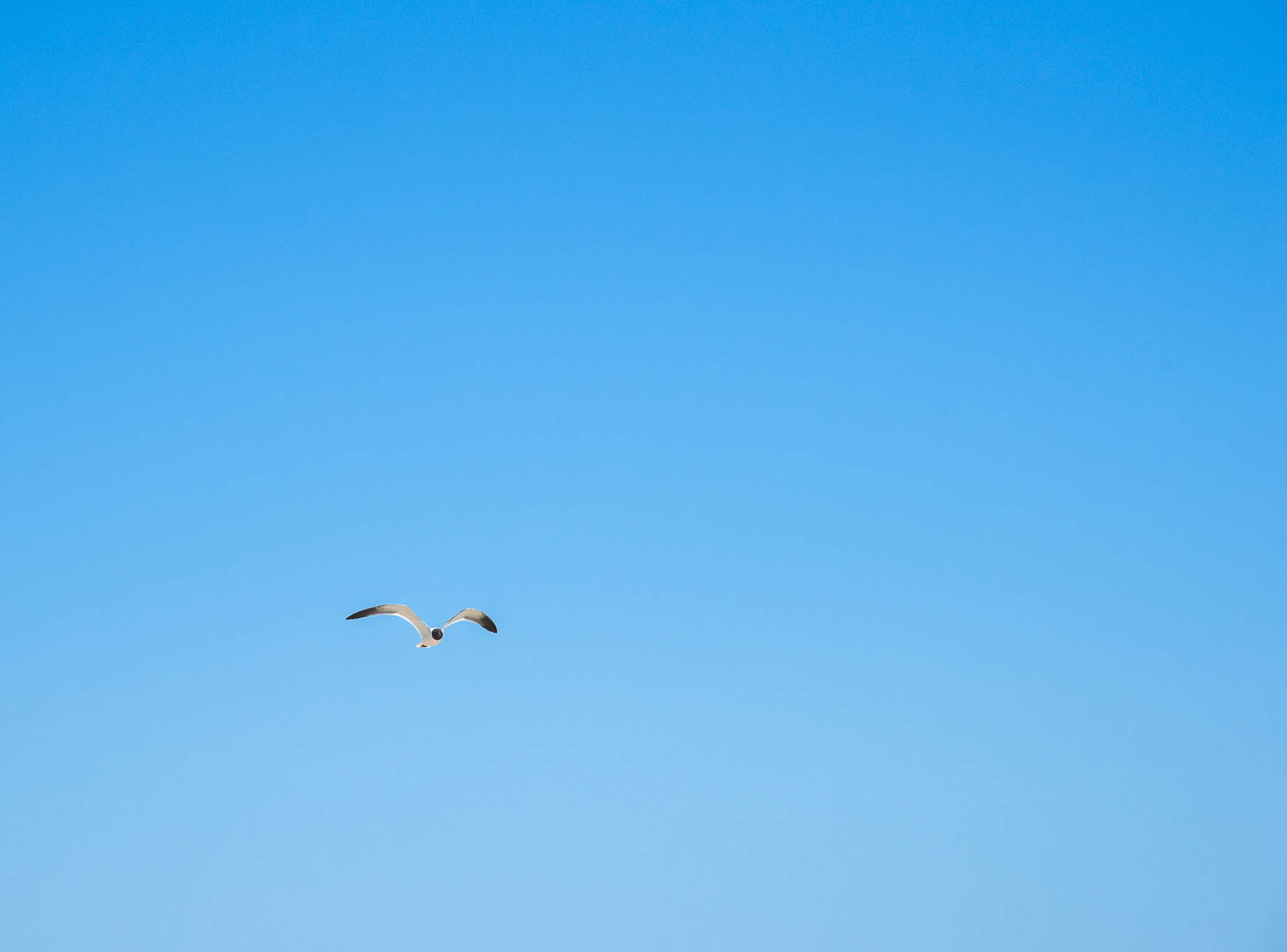 Looking up at a seagull