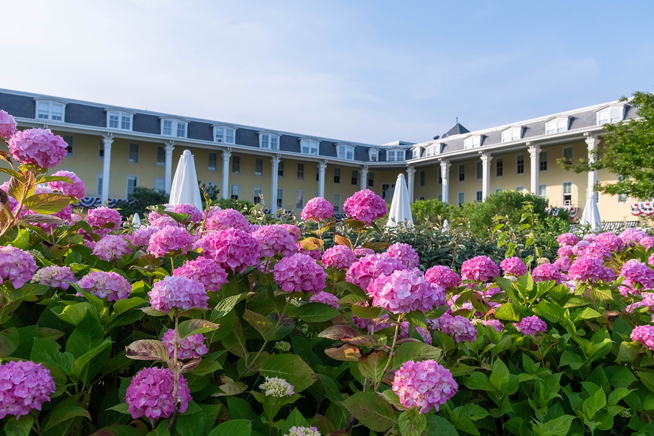 Pink hydrangea flowers in front of Congress Hall