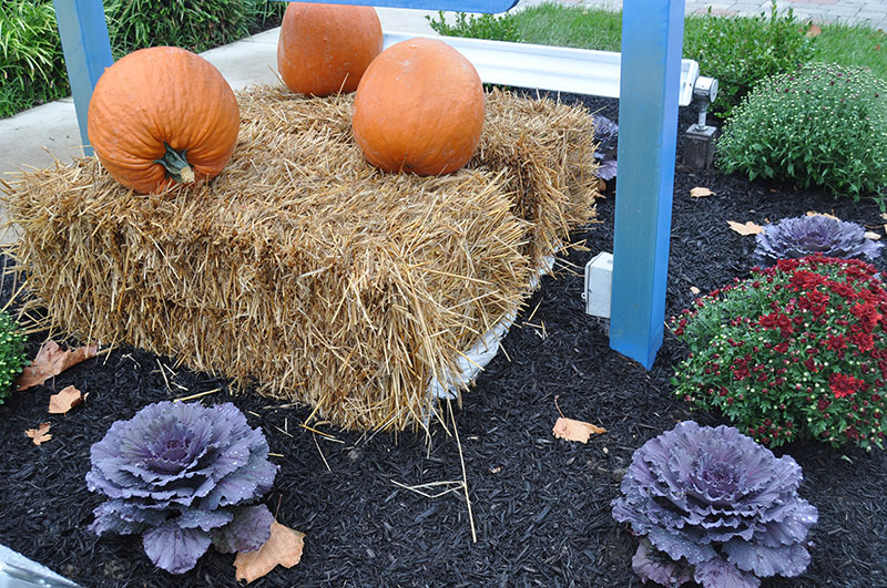 Hay bales and pumpkins