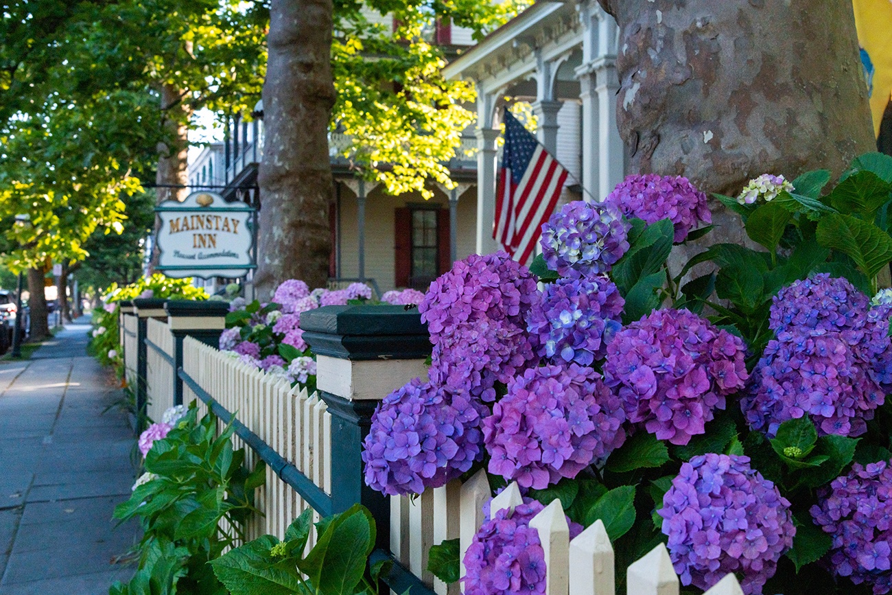 Purple hydrangea flowers along a yellow fence 