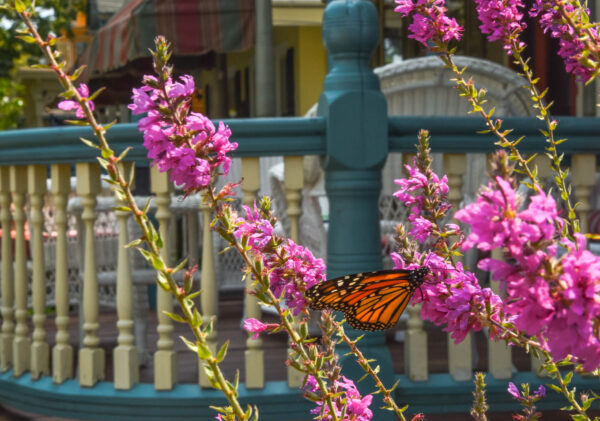Chasing A Butterfly along Decatur St
