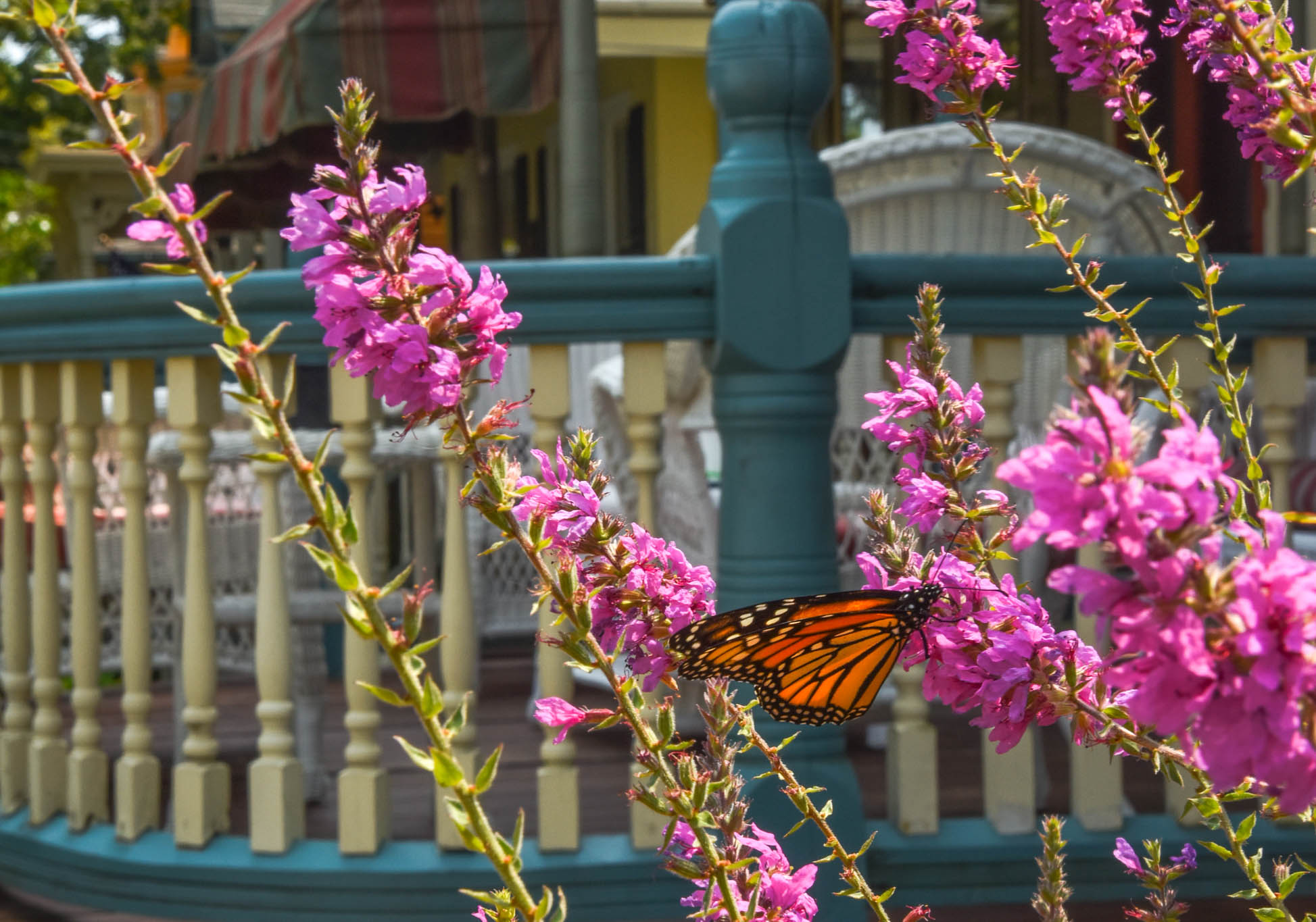 Chasing A Butterfly along Decatur St