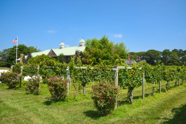 Cape May Winery Grapes