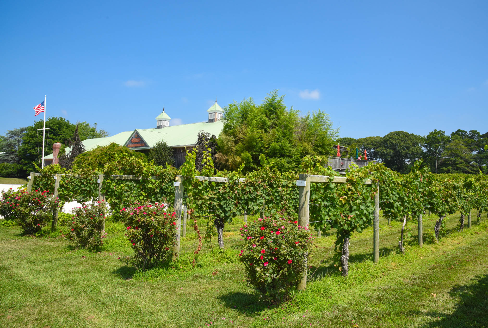 Cape May Winery Grapes 