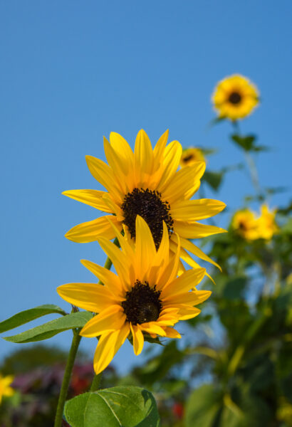Cape May Sunflowers