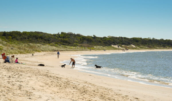 Dogs playing with their humans at Higbee's Beach