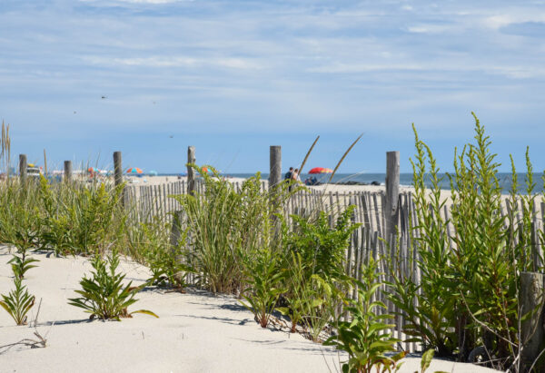 Dancing Dragonflies over the dunes