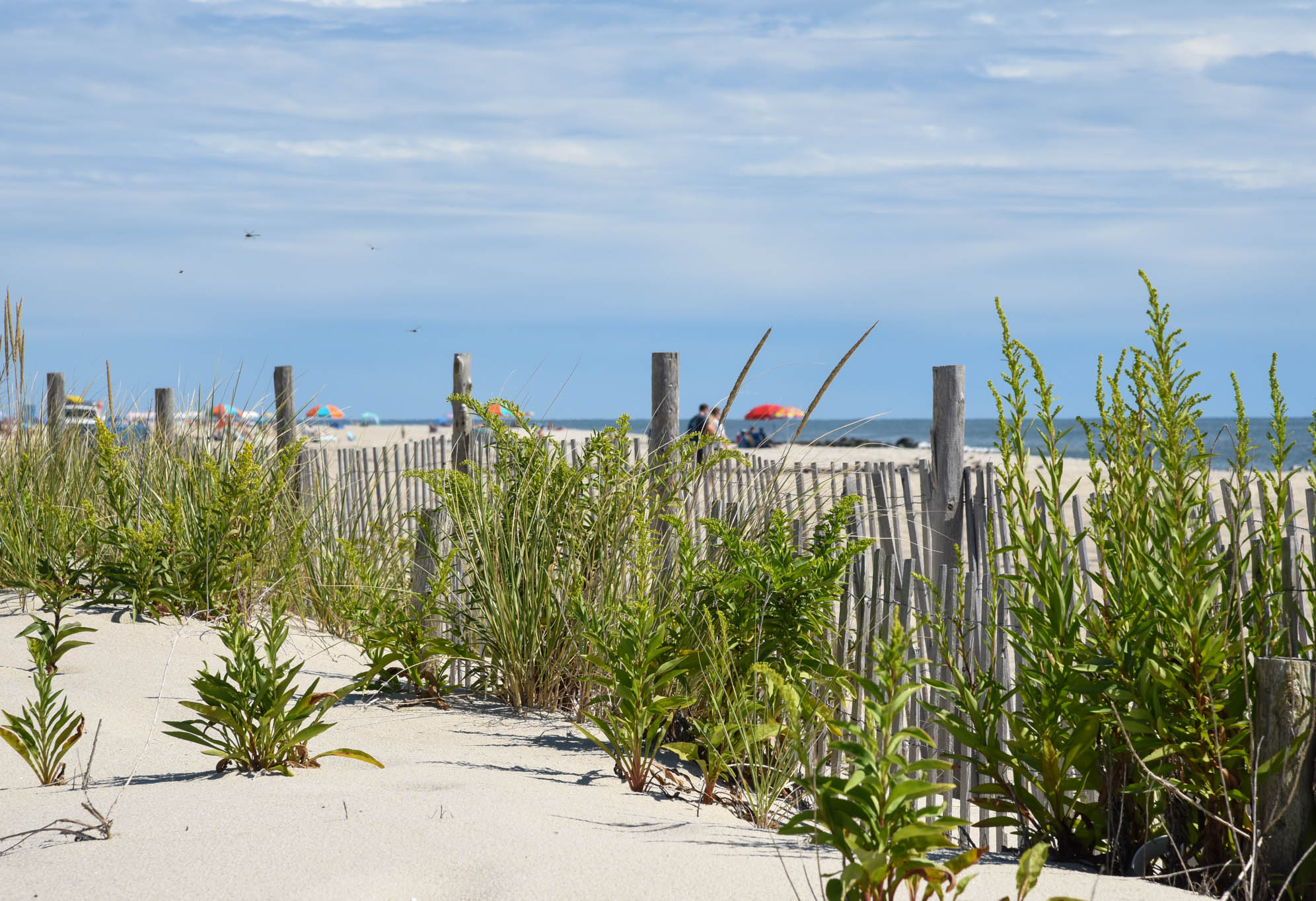 Dancing Dragonflies over the dunes 