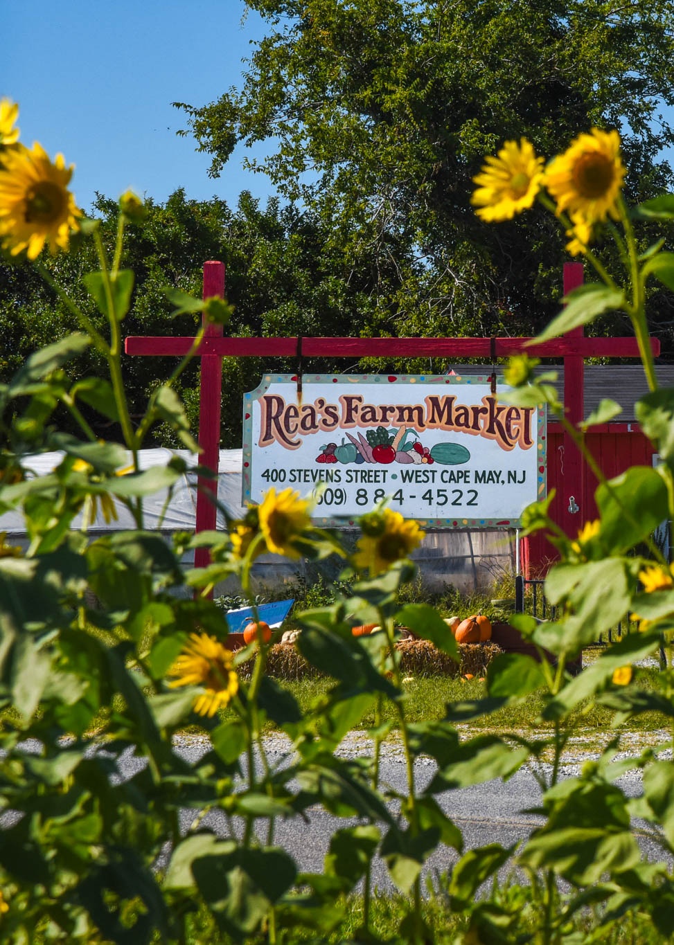 Rea's Farm Market with Sunflowers out of view