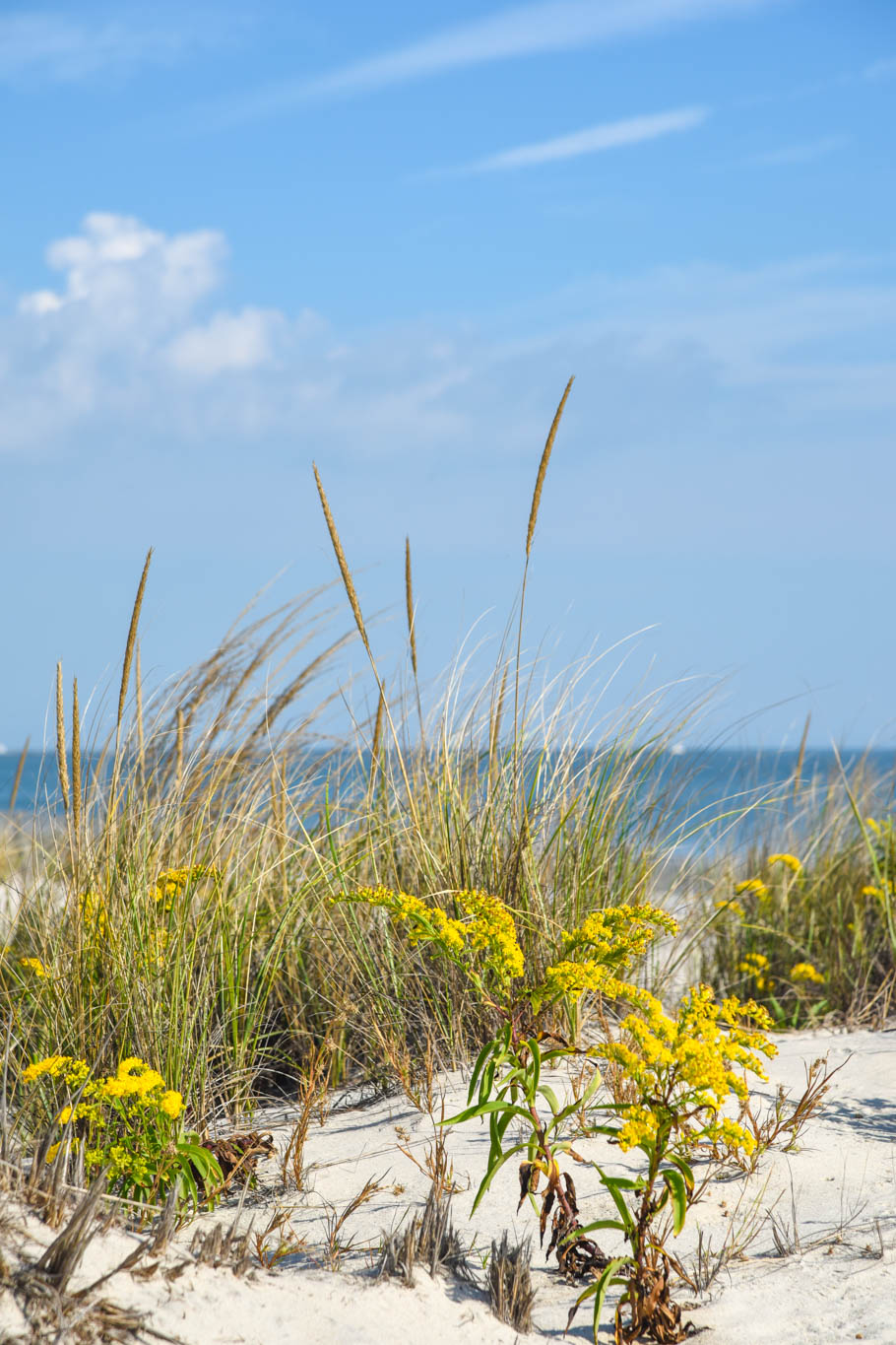 Sand dunes with a breeze of salty air blowing