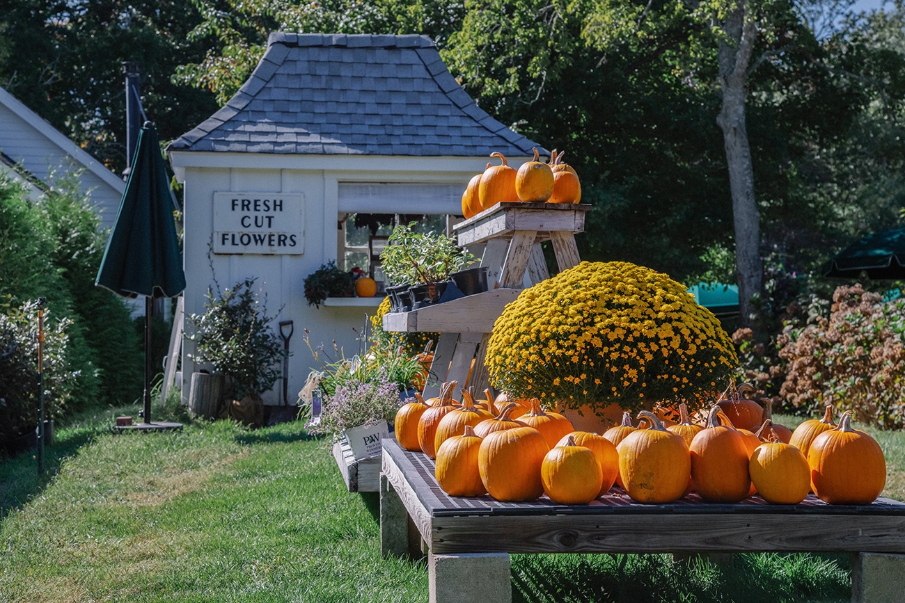 Pumpkins and yellow mums in front on a fresh cut flower stand at Beach Plum Farm