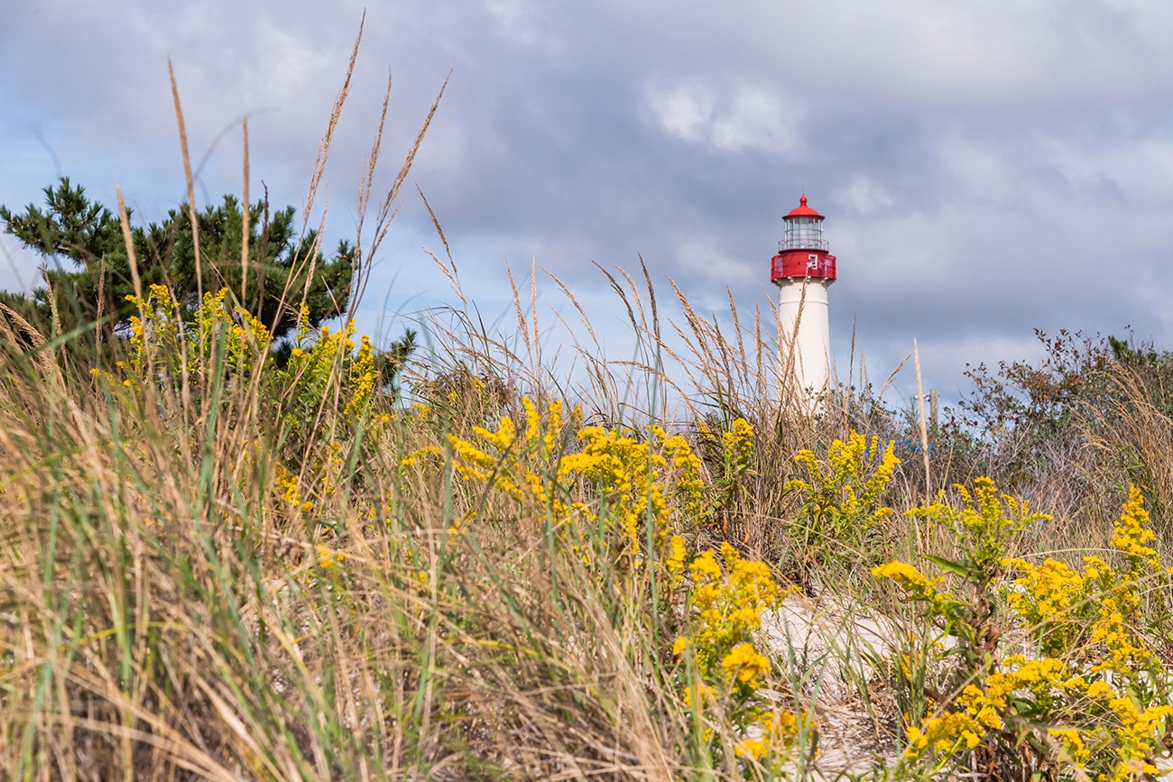 Yellow goldenrod flowers in the beach dunes with the Cape May Lighthouse in the distance with blue clouds in the sky