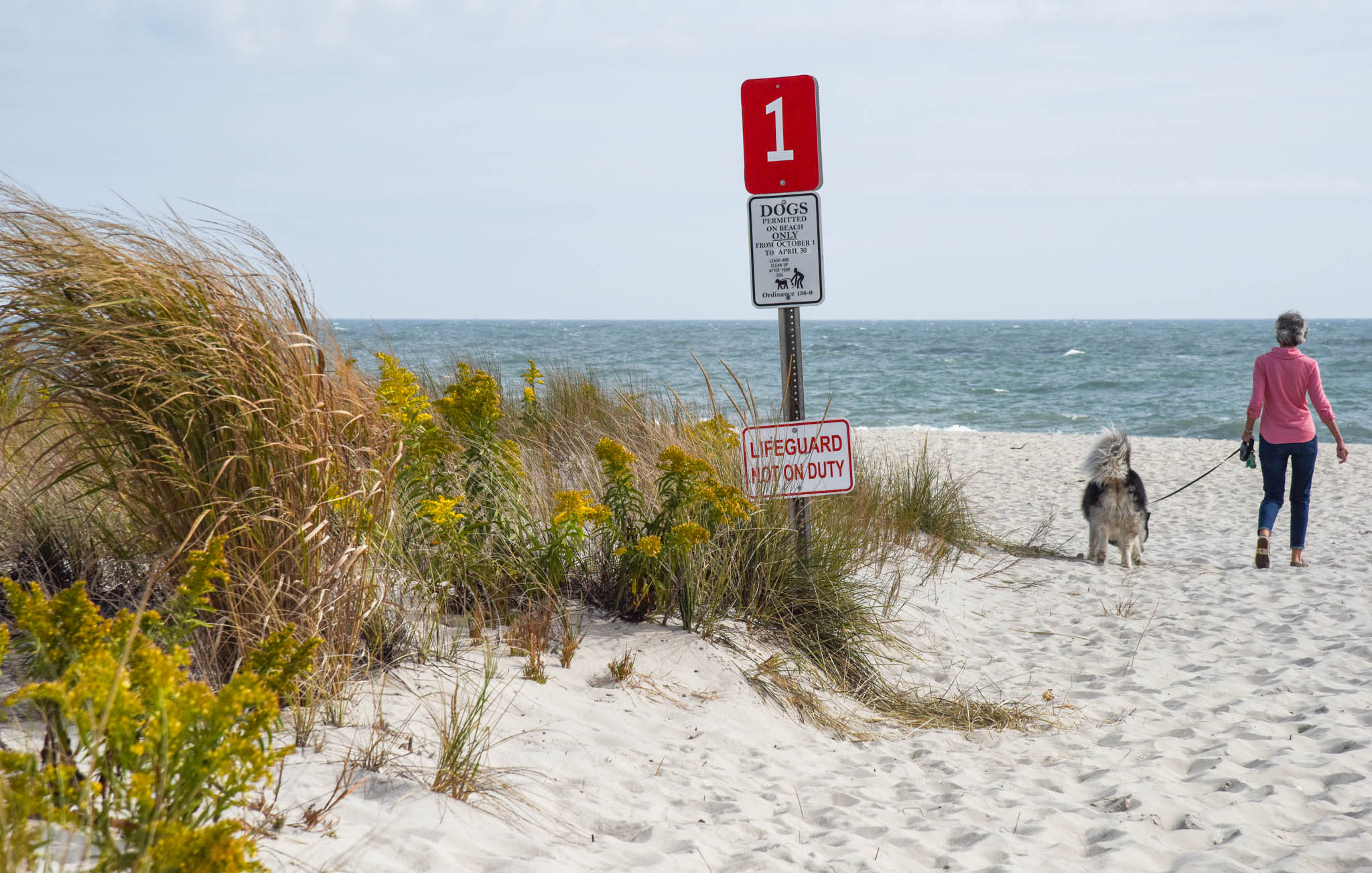 Dog taking their human for a walk on the beach