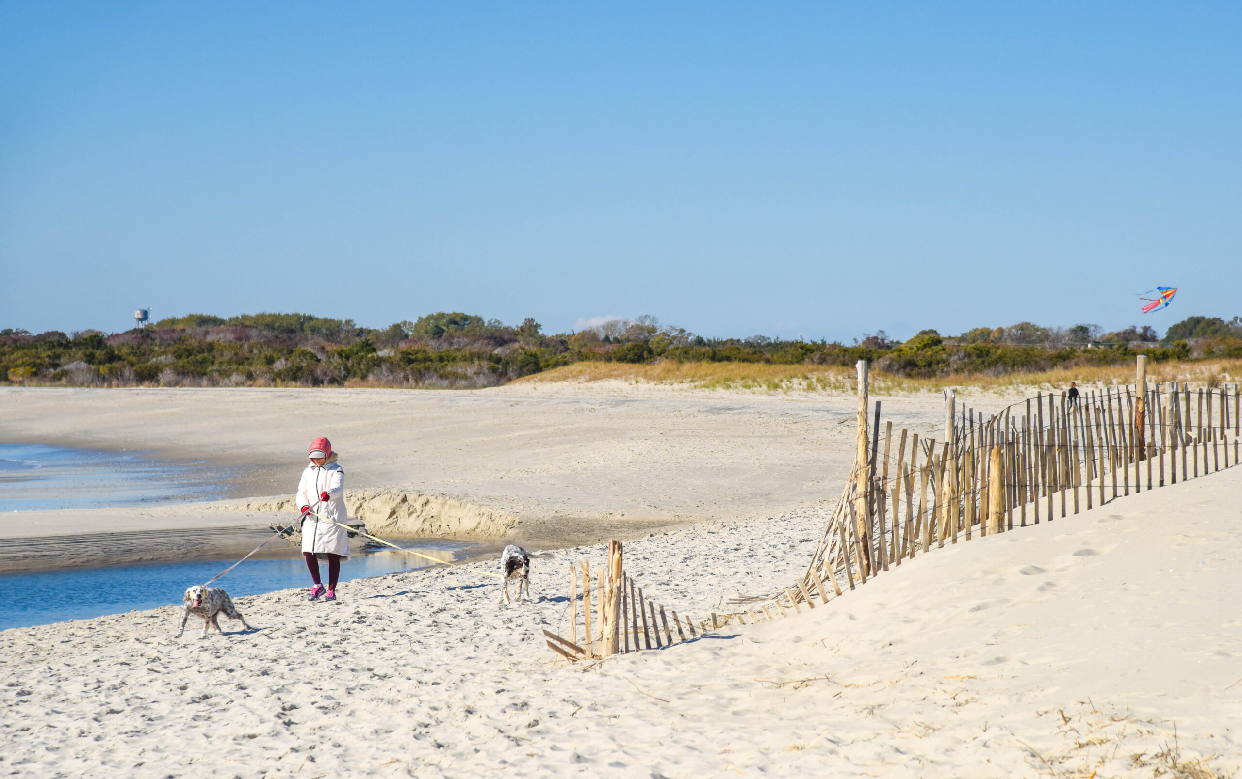 Lady walking two dogs on the Cove