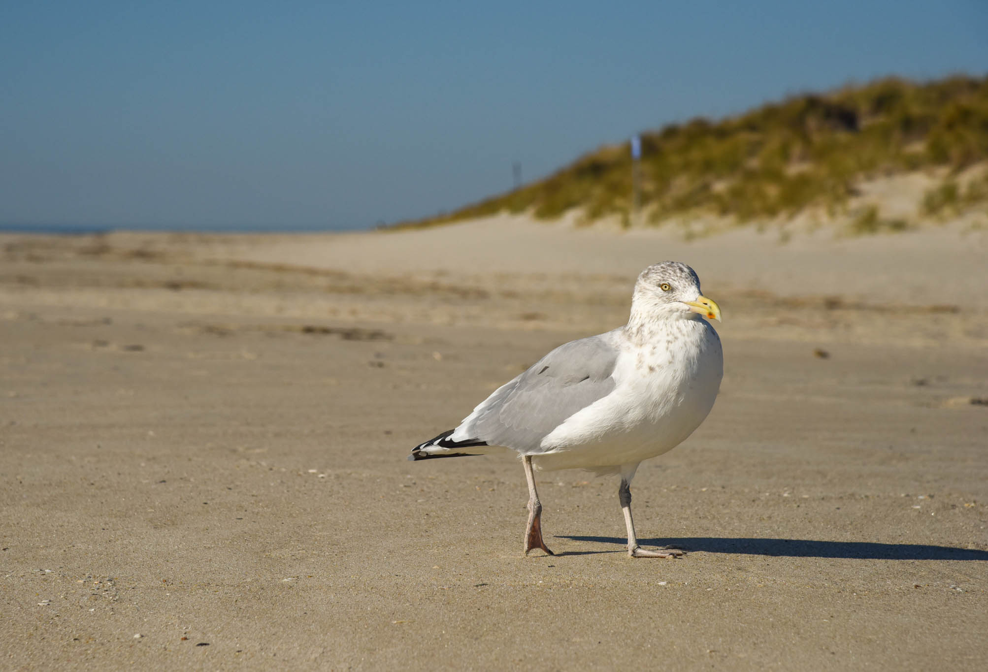 A Seagull on the beach 