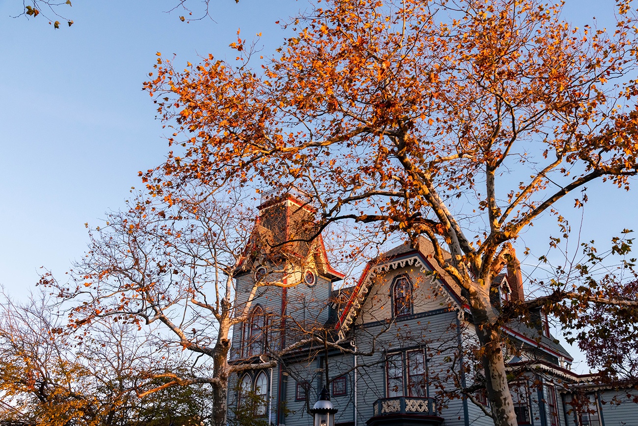 An orange and red tree in front of The Abbey