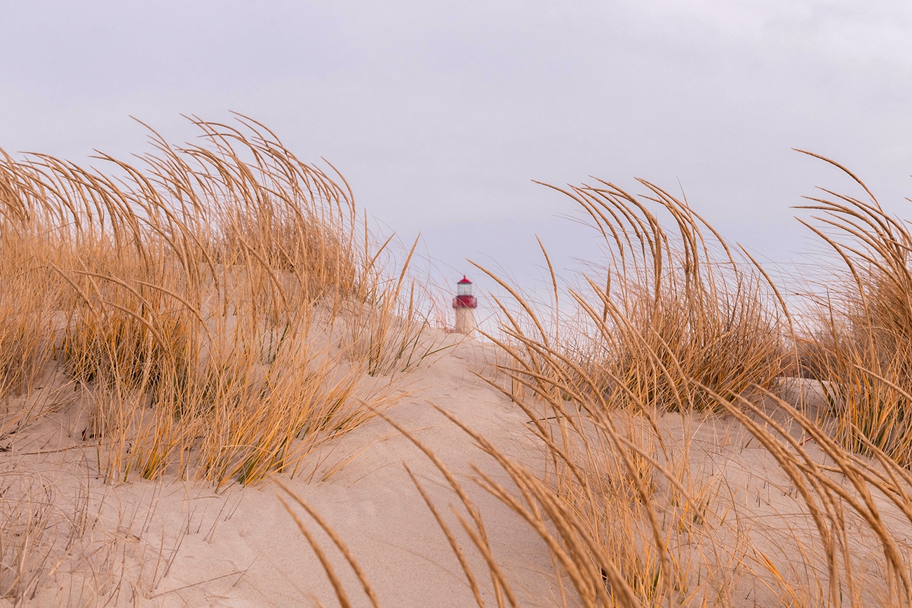 Wind blowing through beach dunes with the Cape May Lighthouse in the distance on an overcast day