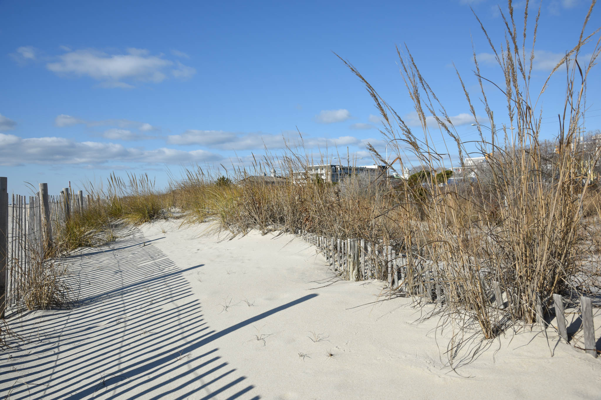 Dunes in the winter in Cape May