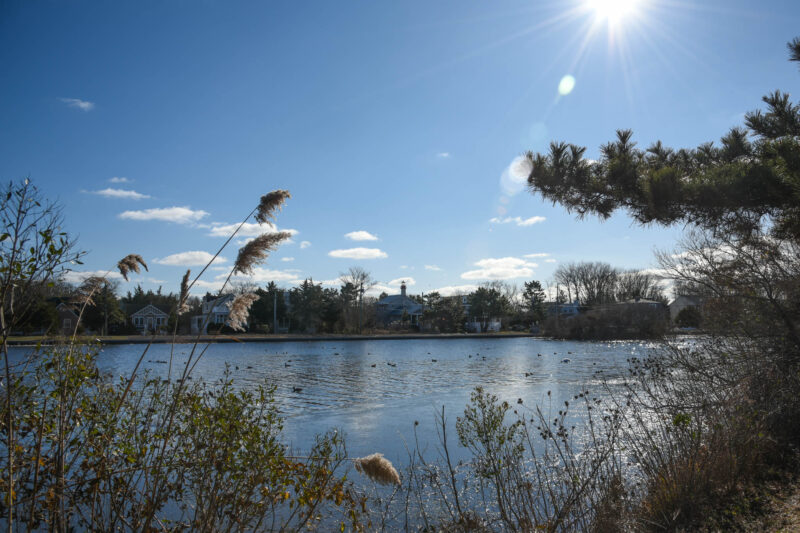Lake Lily Cape May Picture of the Day