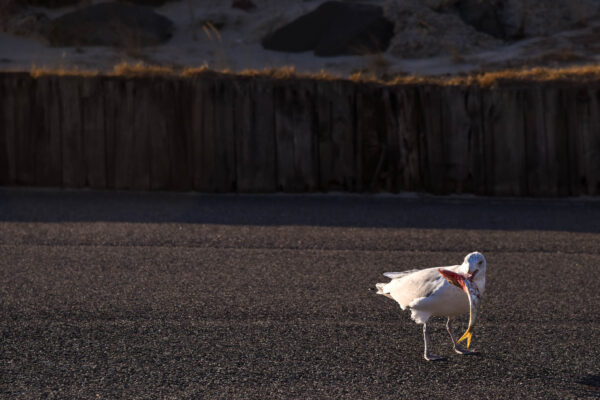 Seagull having breakfast on the corner of Beach Ave and Wilmington Ave