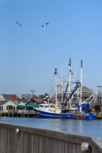 Seagulls Flying Over The Harbor with the Lobster house and fishing boat at the dock.