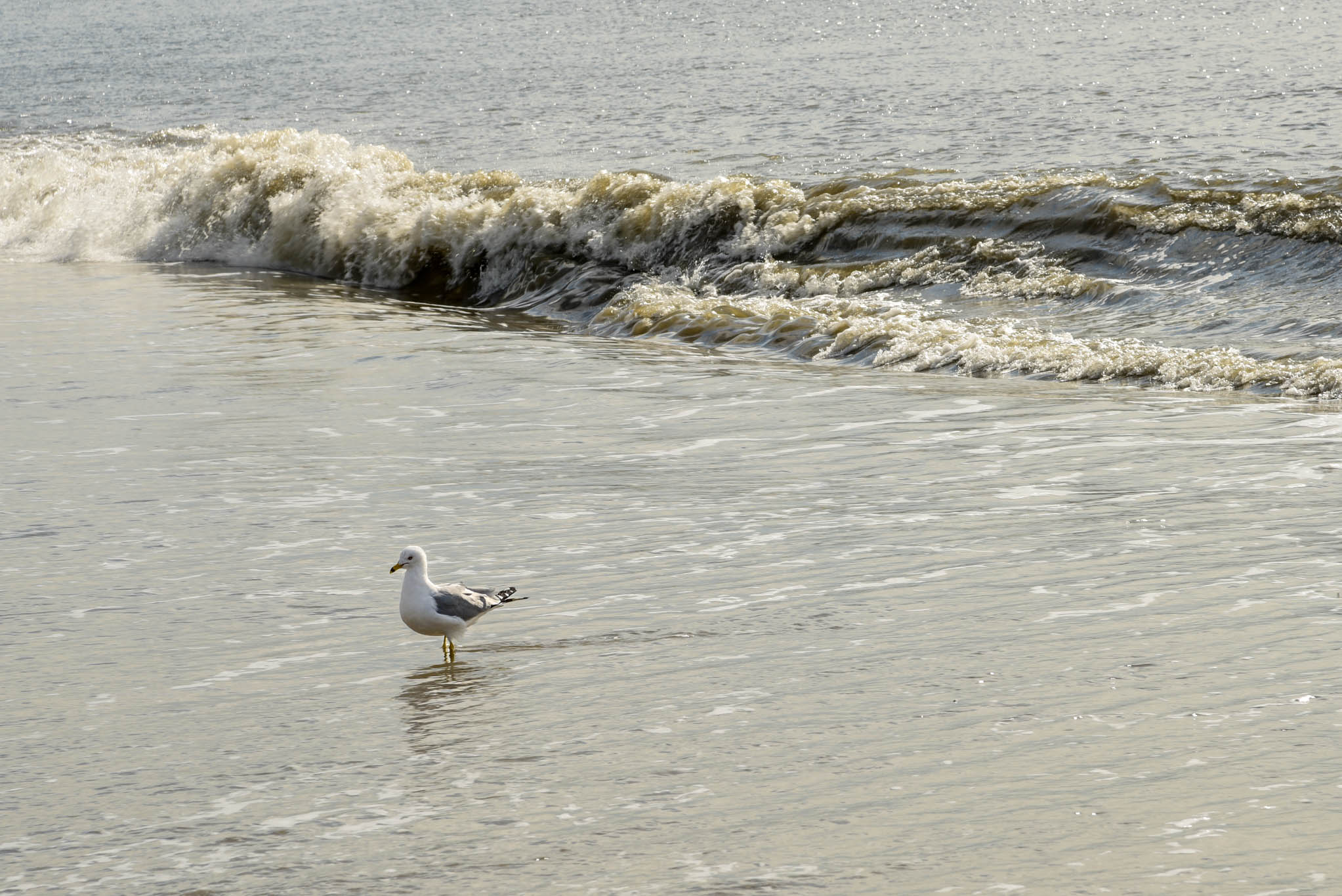 a seagull Standing Still in the ocean