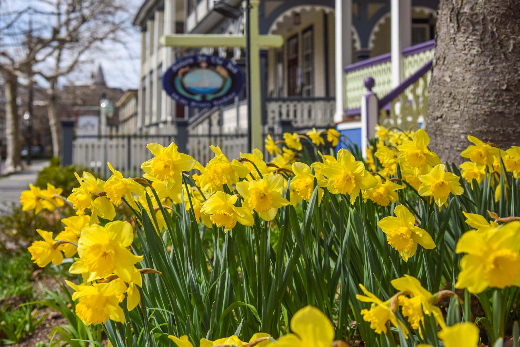 Daffodils on Columbia