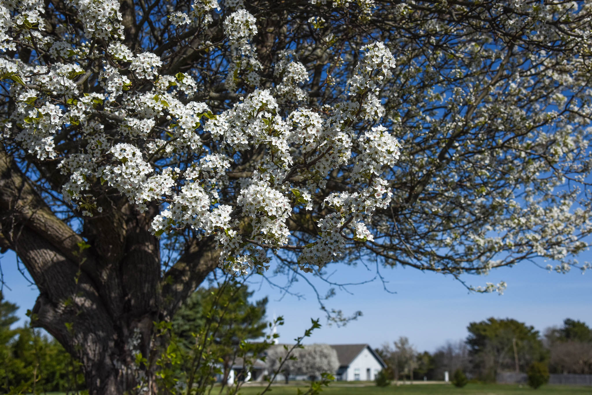 Trees blooming on Taylor Lane