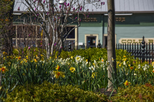 Happy Spring at Rotary Park