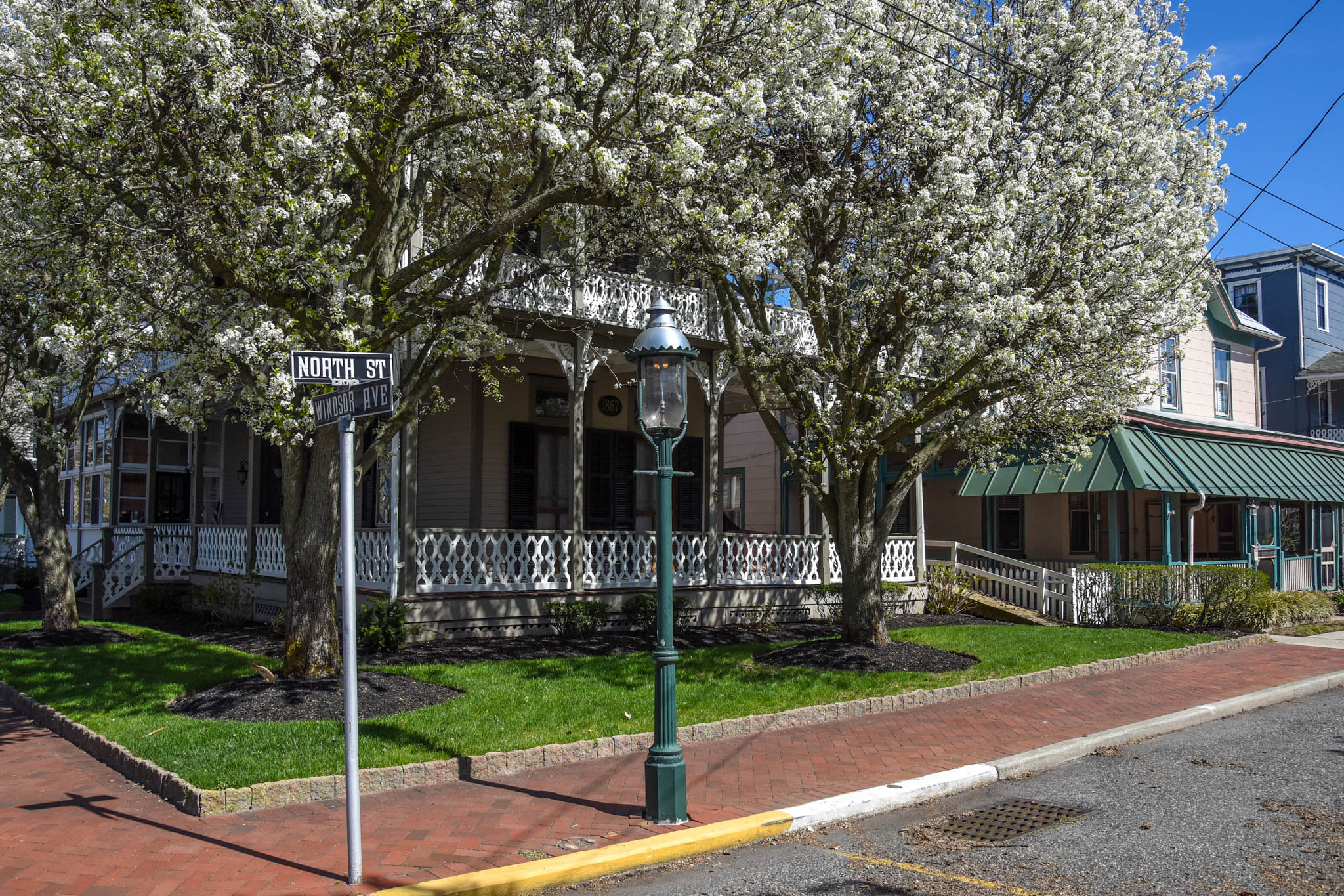 the corner of North Street & Windsor Avenue looking at the tree in bloom.