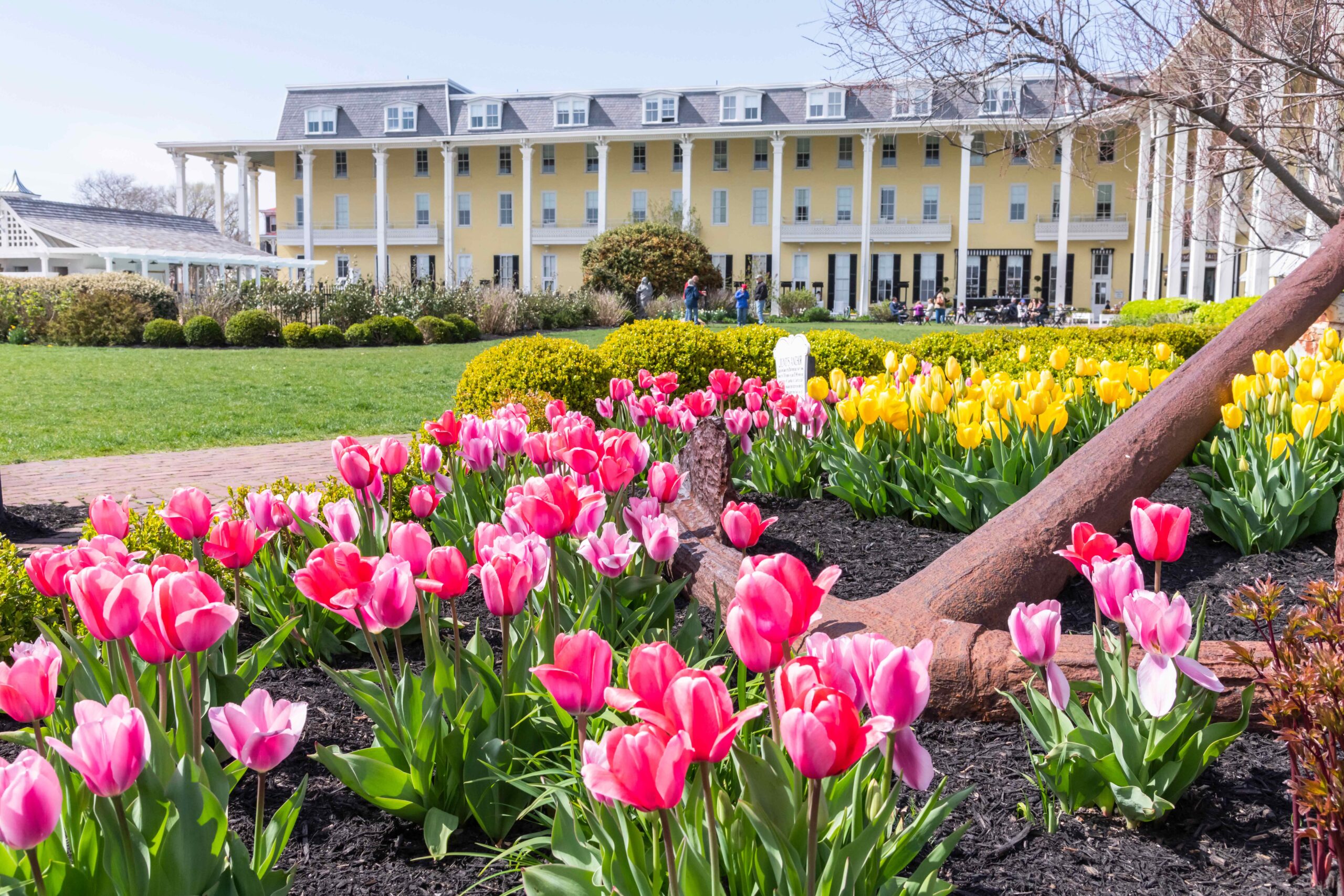 Pink and yellow tulips in front of Congress Hall