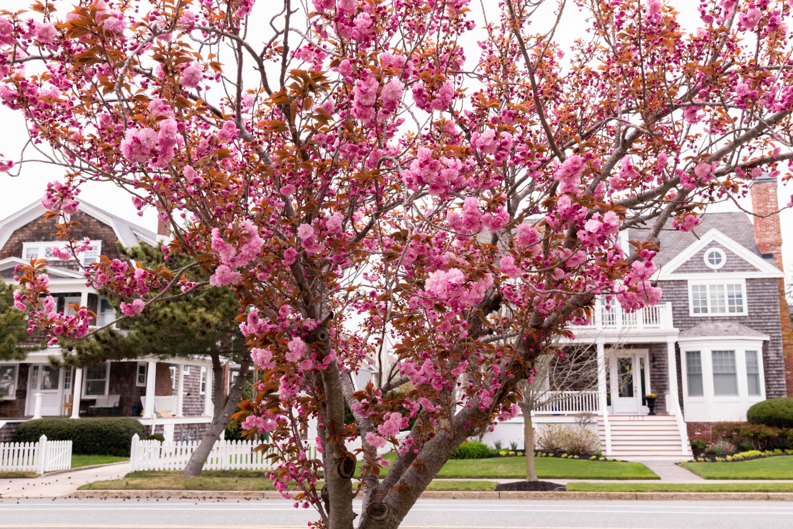 Pink flowers on a tree with two cedar shake houses in the background