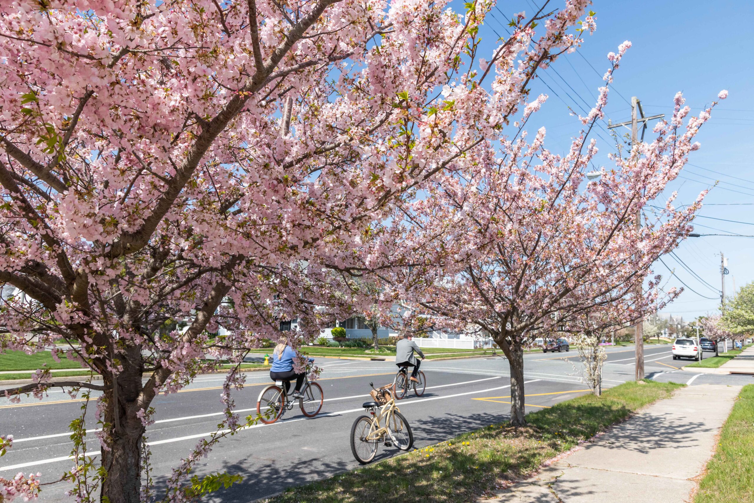 Two people riding bikes behind two cherry blossom trees and a parked bike on a sunny day with a clear blue sky