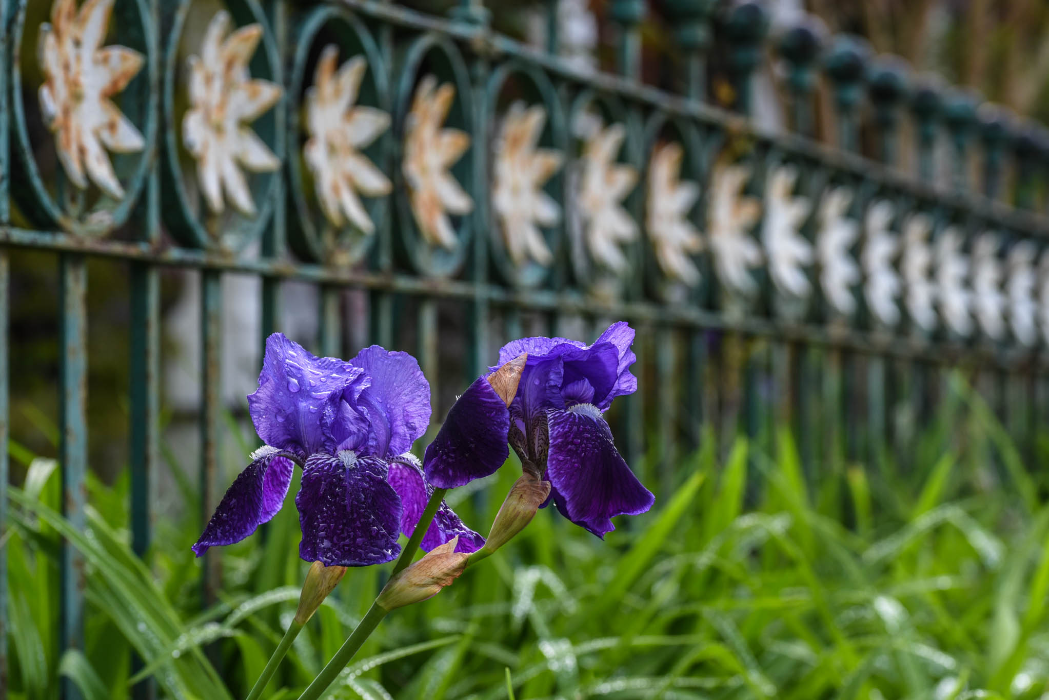 Irises on Franklin Street along the fence.