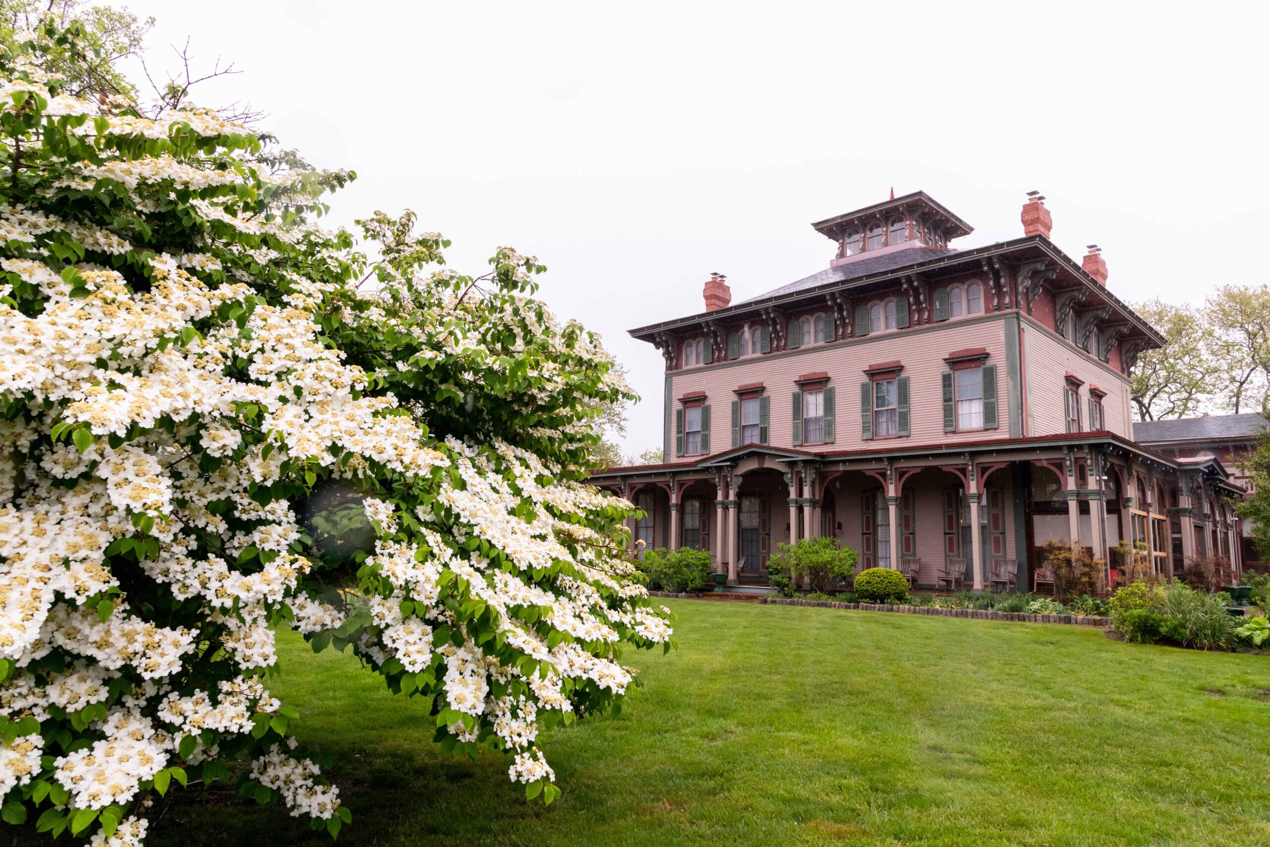 A white flowered dogwood tree in front of the Southern Mansion, a pink, red and green Victorian styled bed and breakfast, with a grey cloudy sky