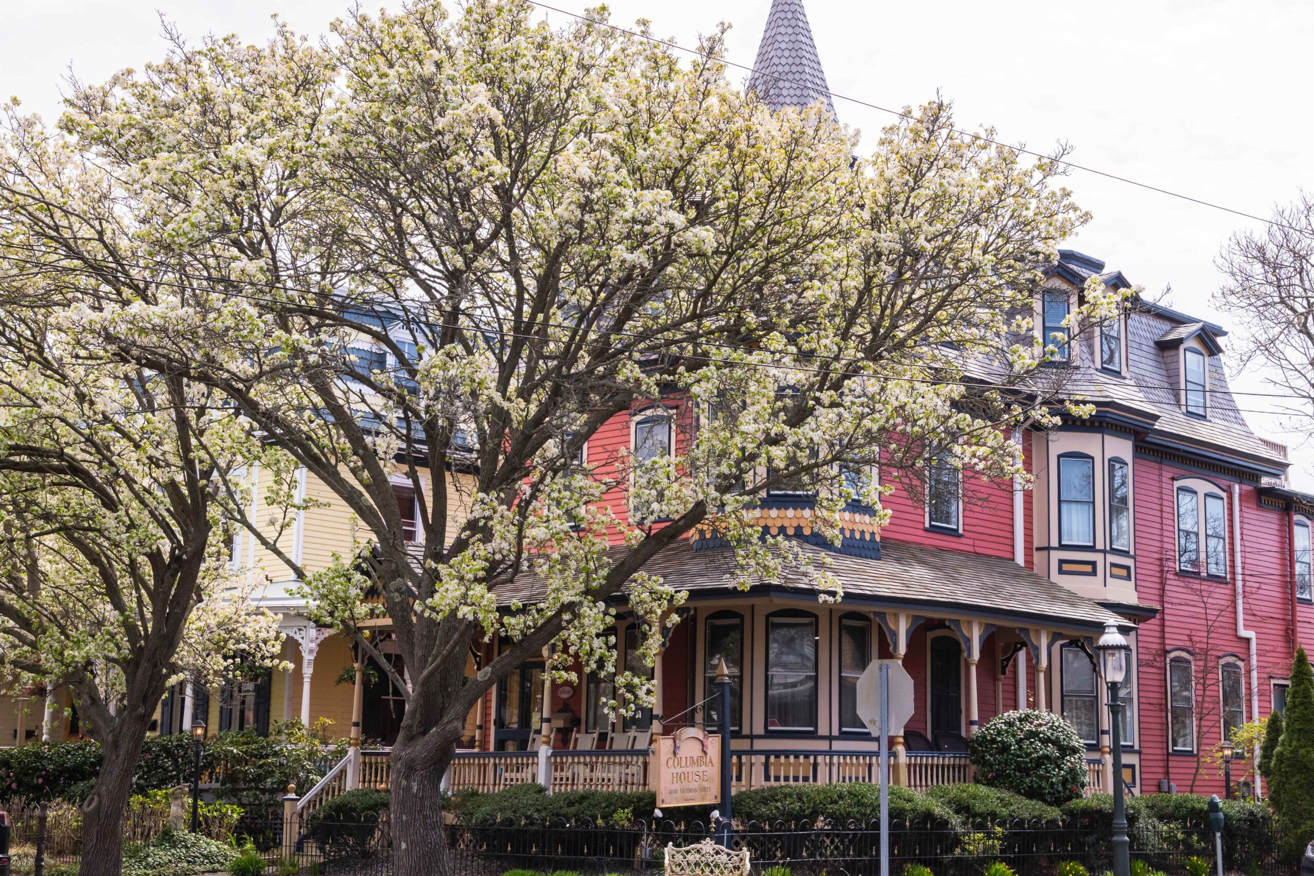 Dogwood trees with white flowers in front of the Columbia House, a red Victorian style bed and breakfast