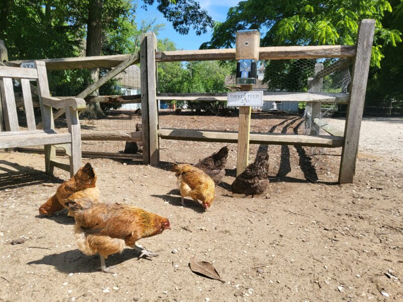 Five chickens pecking at the ground. Behind them is a 25-cent chicken feed dispenser. 
