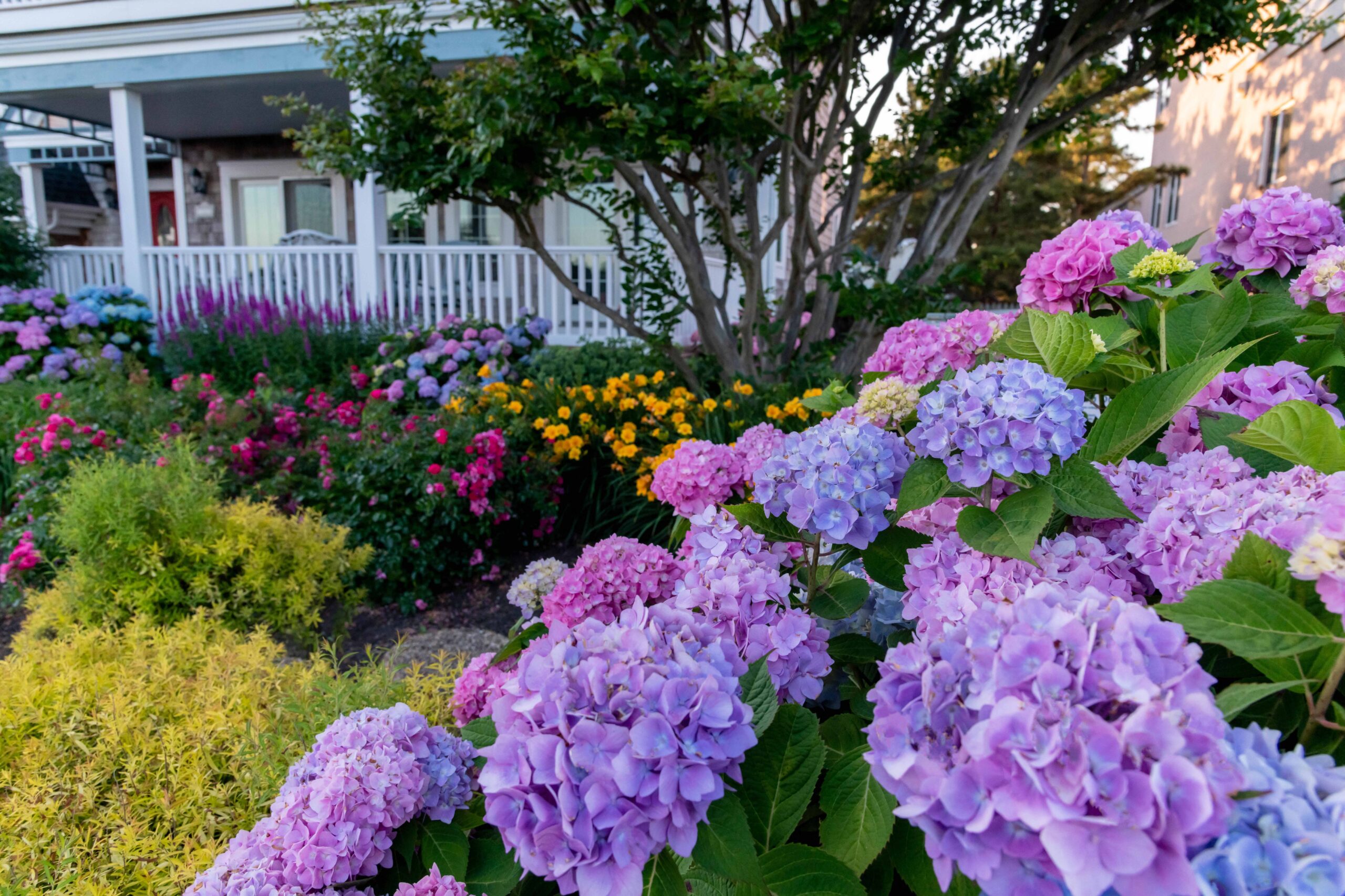 Pink, purple, and blue hydrangea flowers in front of a garden of pink roses, yellow tigerlilies, purple salvia, and more hydrangea bushes with a front porch