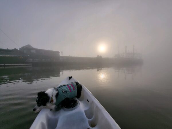 Foggy Morning on the Harbor