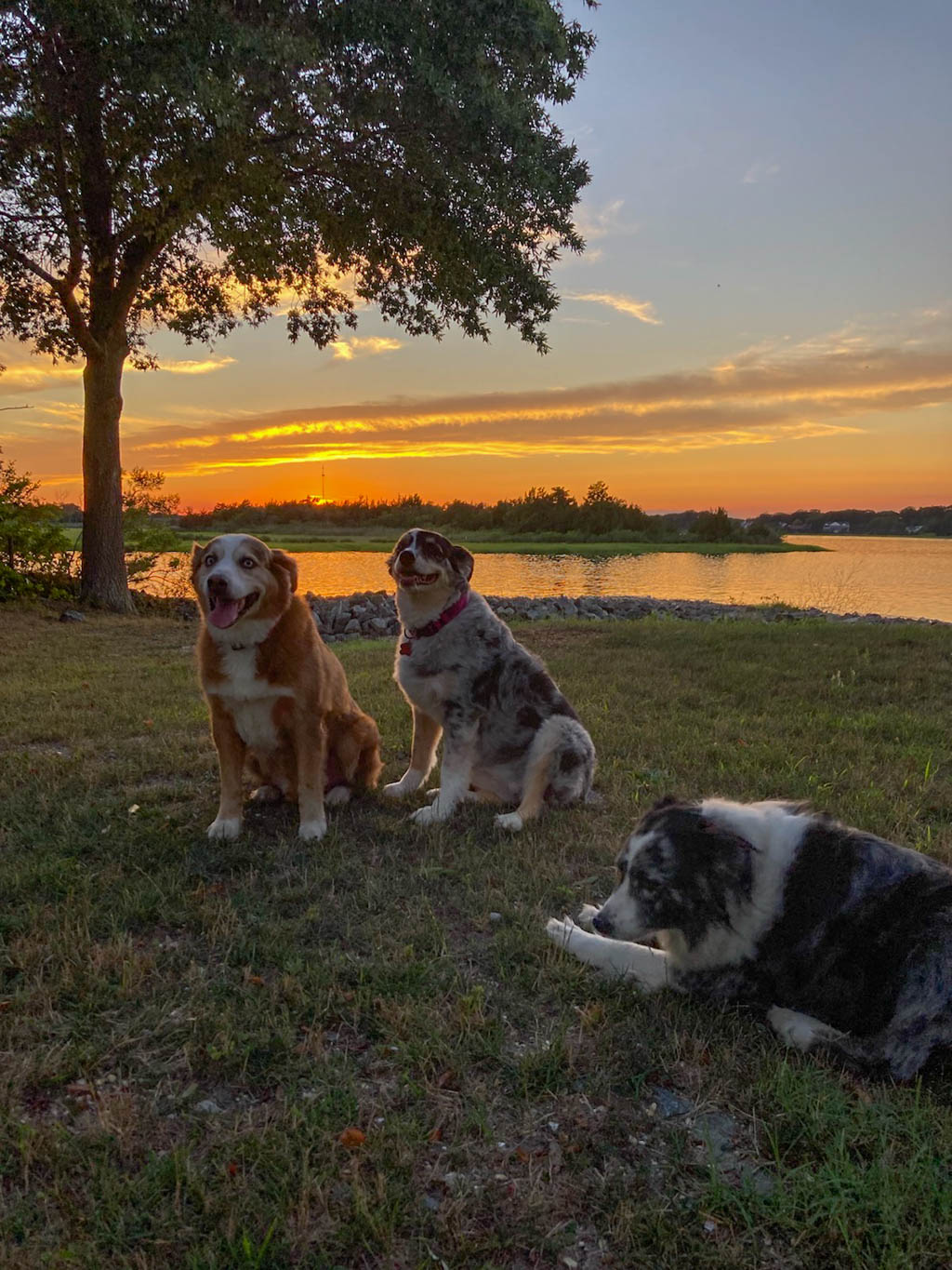 three dogs along Spicers Creek at Sunset