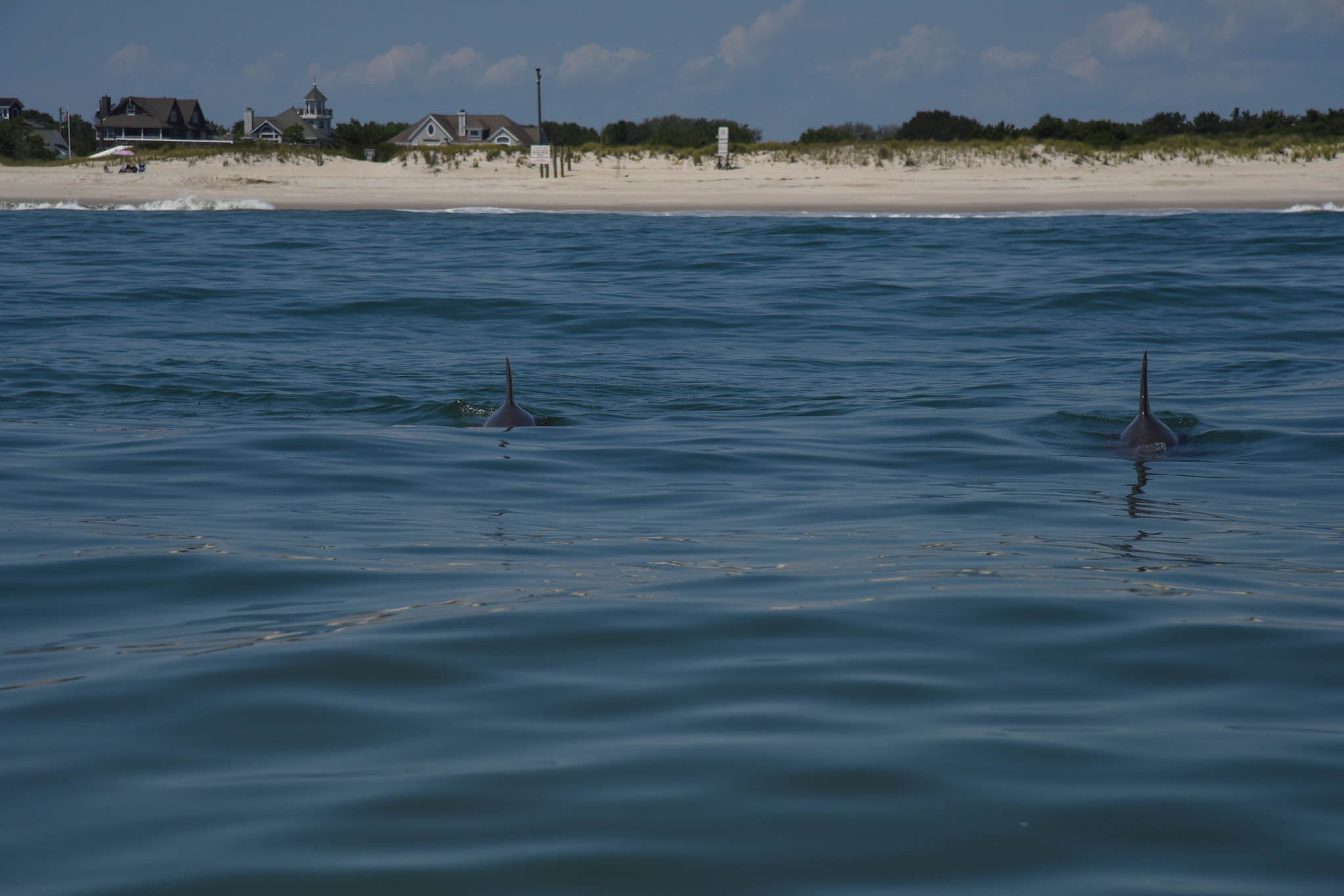 Dolphins Along Poverty Beach