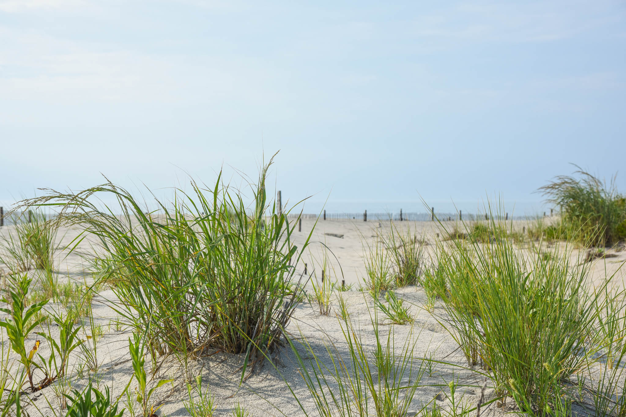 looking at Sunny Dunes at Poverty Beach