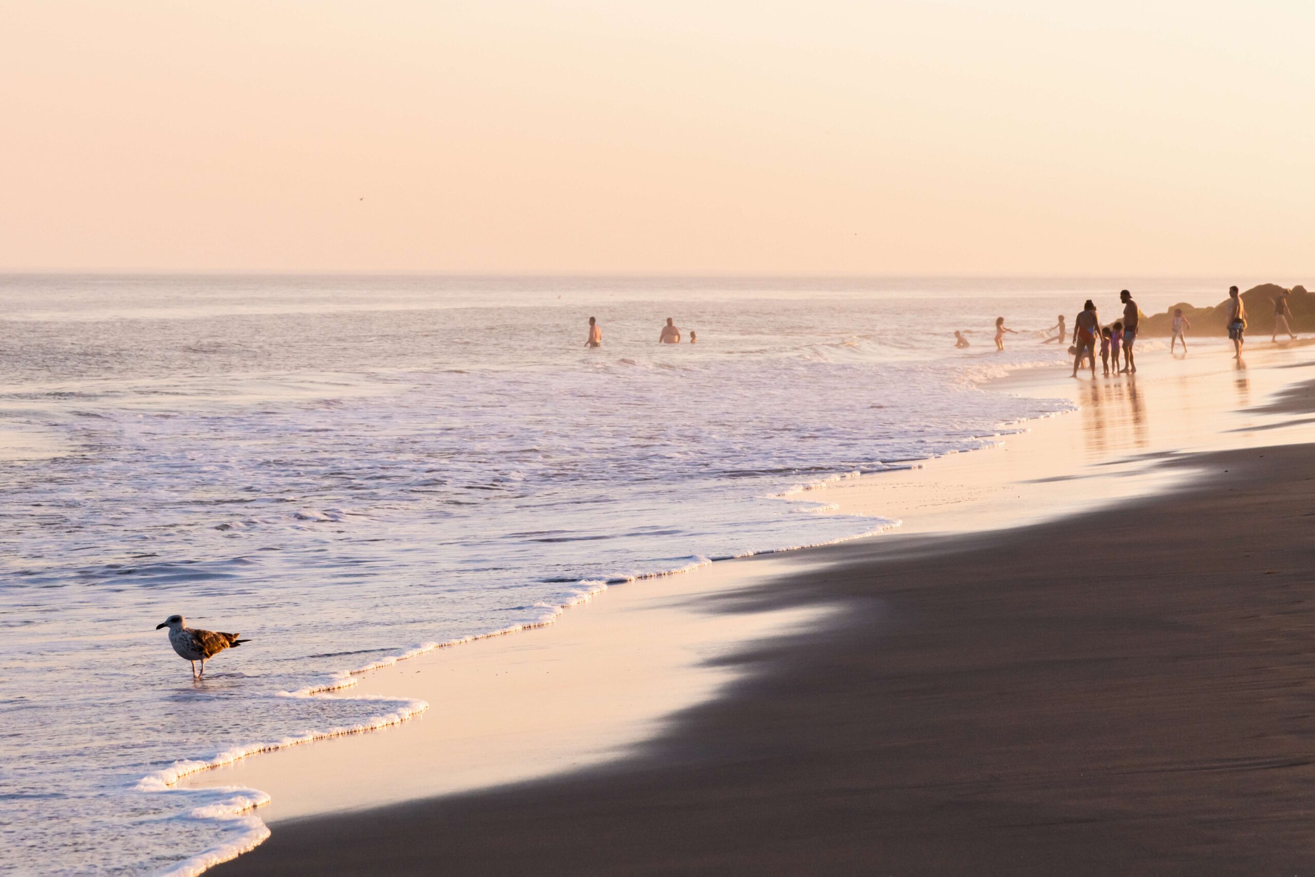 A seagull and people going into the ocean at the beach at sunset