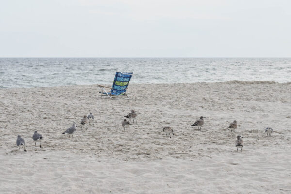 a empty chair a Seagulls walking to it on the beach