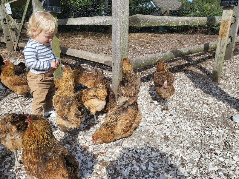 Boy feeding chickens at Beach Plum Farm