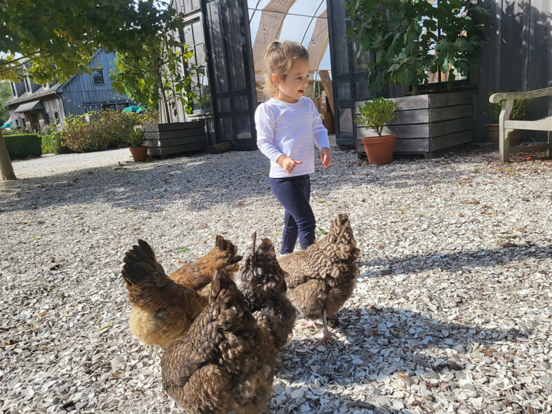 Girl feeding chickens at Beach Plum Farm