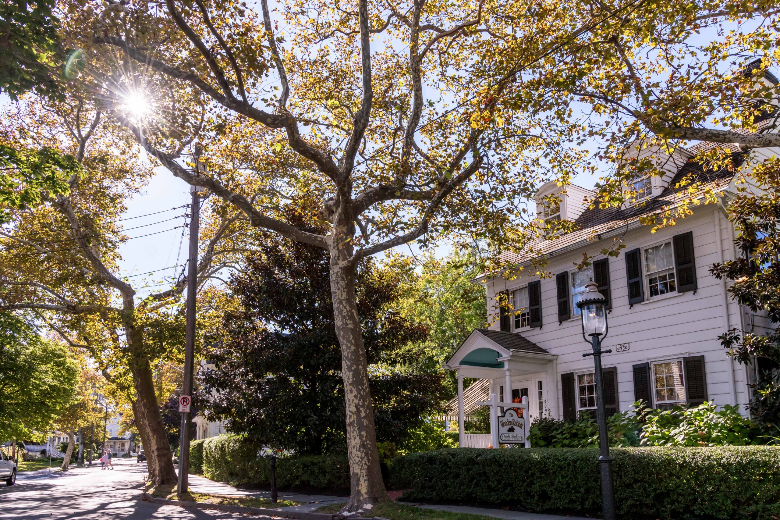 Sunlight streaming through trees with yellow and green leaves and the White Rabbit, a white Victorian style home