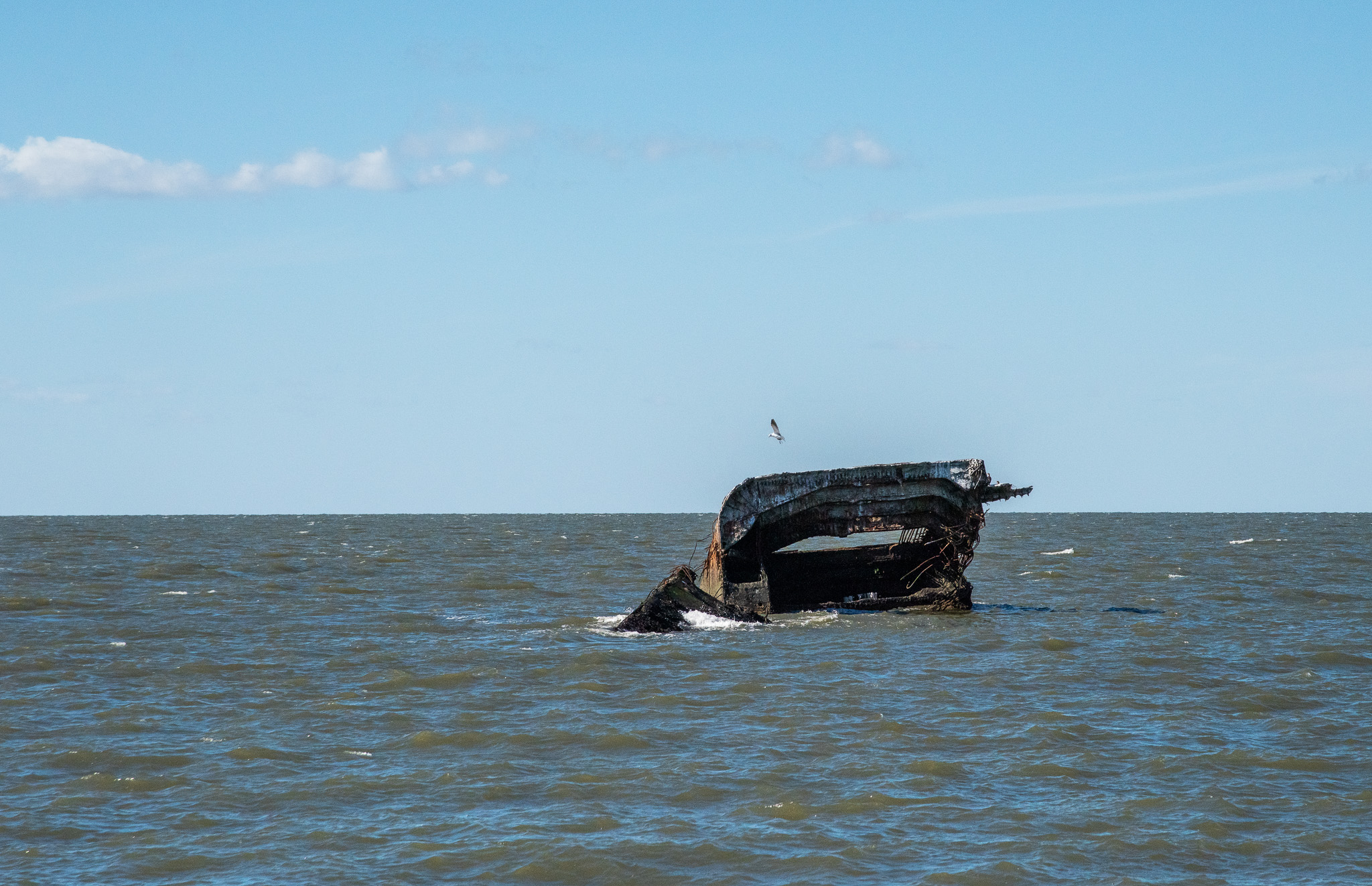 A Gull flying away from the Wreck of the SS Atlantus