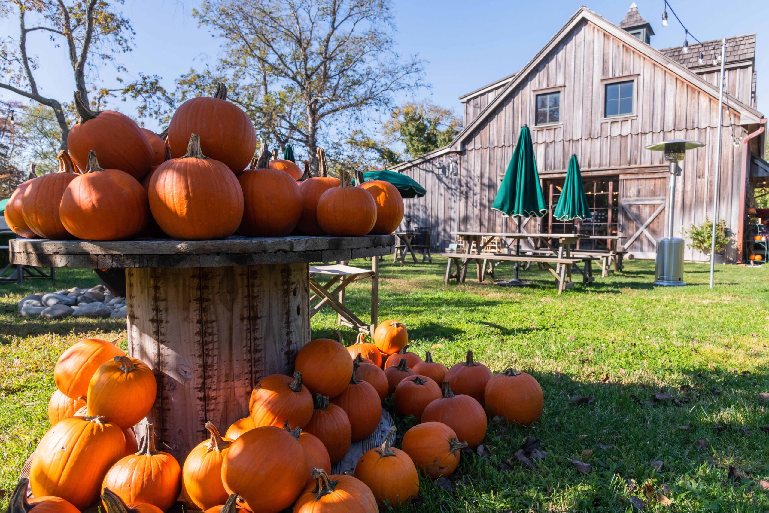 Orange pumpkins piled on the ground and on a table with the Beach Plum Farm barn in the background on a sunny day with a bright blue sky